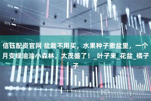 信钰配资官网 盆栽不用买，水果种子撒盆里，一个月变绿油油小森林，太茂盛了！_叶子来_花盆_橘子